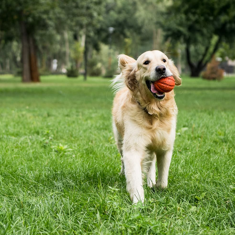 Amor aos Pets - Hotel e Veterinario Santo Andre