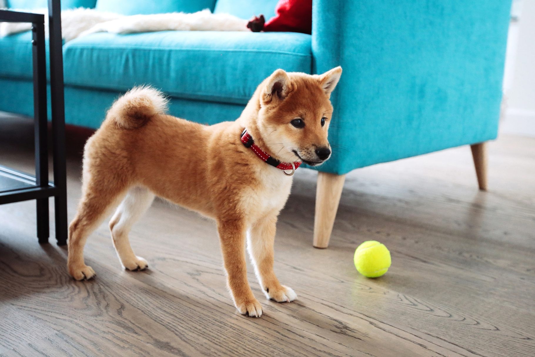 Veterinario em Santo Andre Hotel e Creche (2)