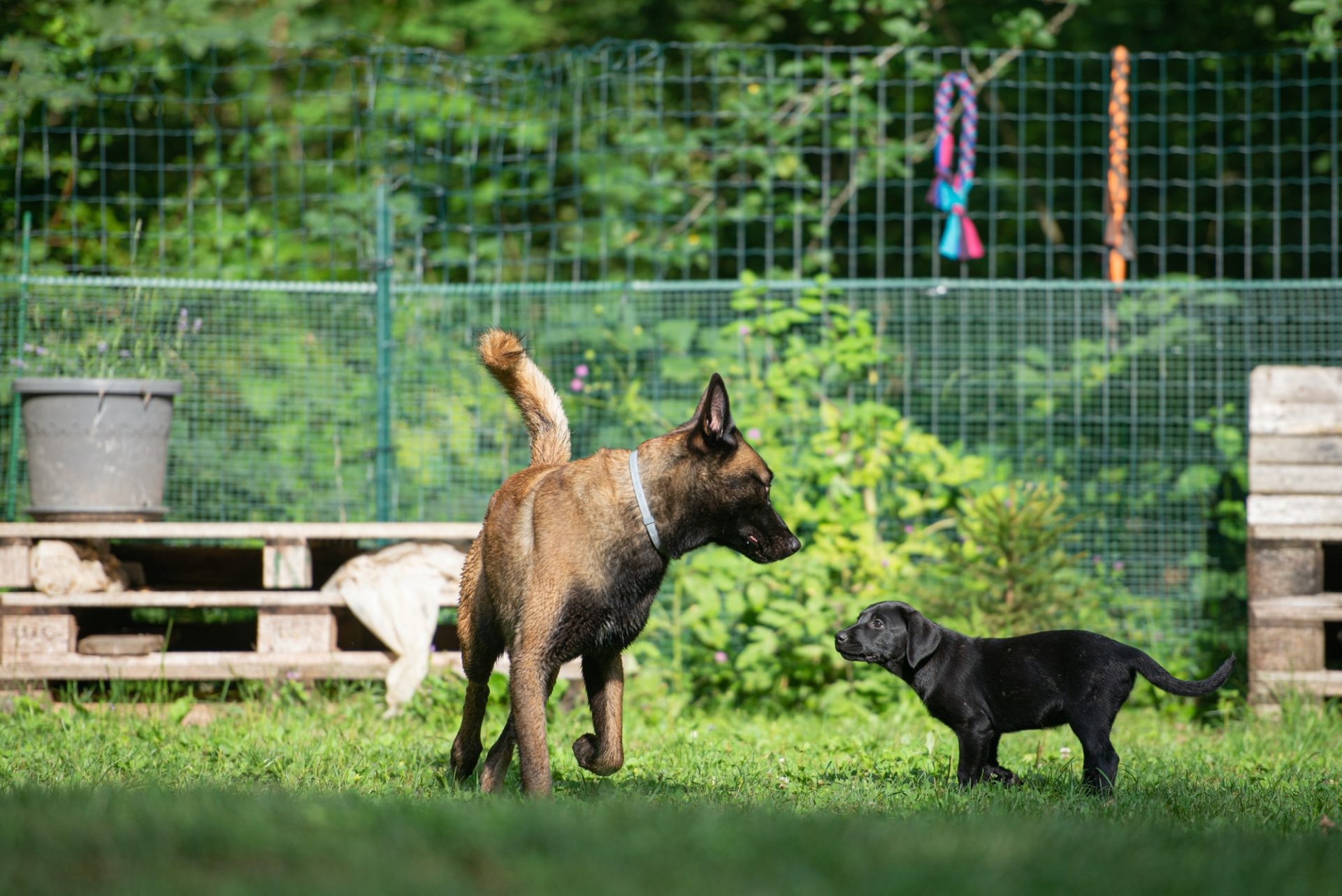 Veterinario em Santo Andre Hotel e Creche (4)