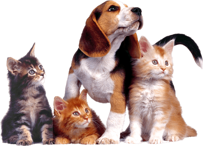 Veterinario em Santo Andre