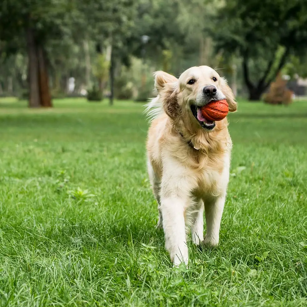 Amor as pets , veterinario, banho e tosa, hotel e creche